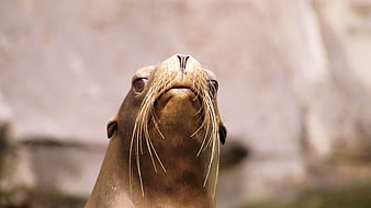 Close-up of a sea lion looking up with whiskers