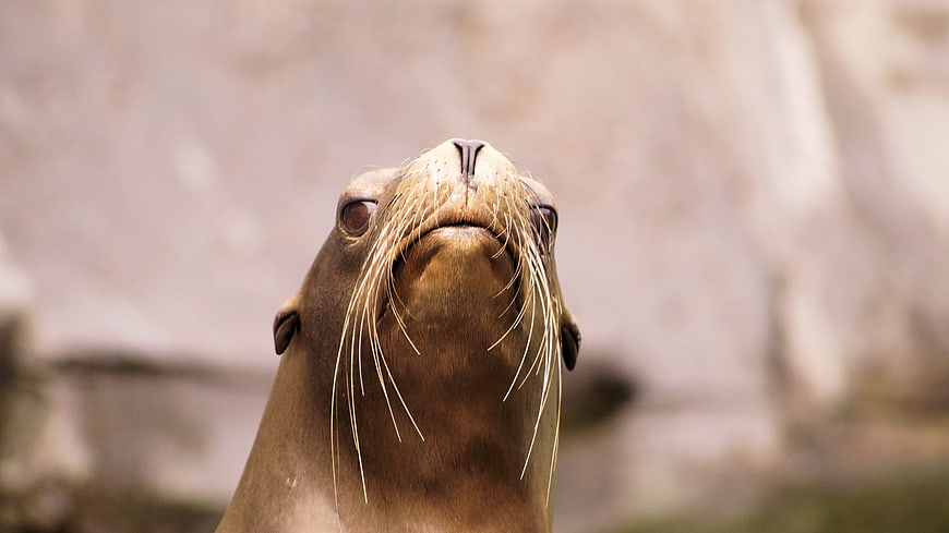 Close-up of a sea lion looking up with whiskers
