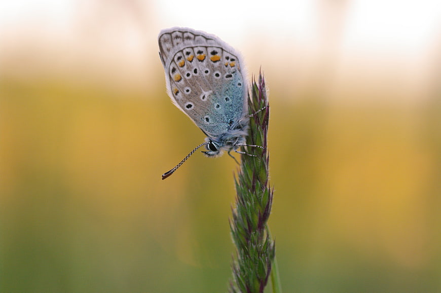 Close-up of a Common Blue Butterfly on a Grass Stem