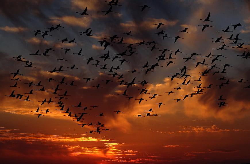 Flock of birds silhouetted against dramatic sunset sky