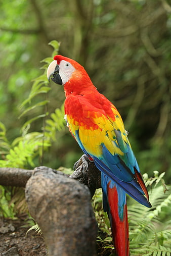 Vibrant Scarlet Macaw Perched On Branch In Tropical Rainforest