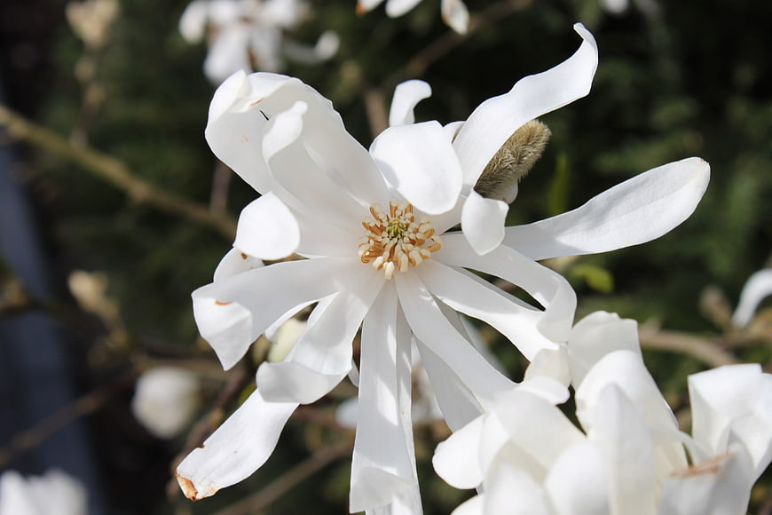 Close-up of white star magnolia flower in spring sunlight
