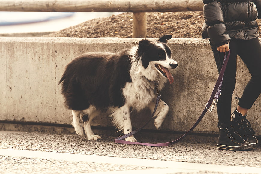 Happy Border Collie on Leash with Child