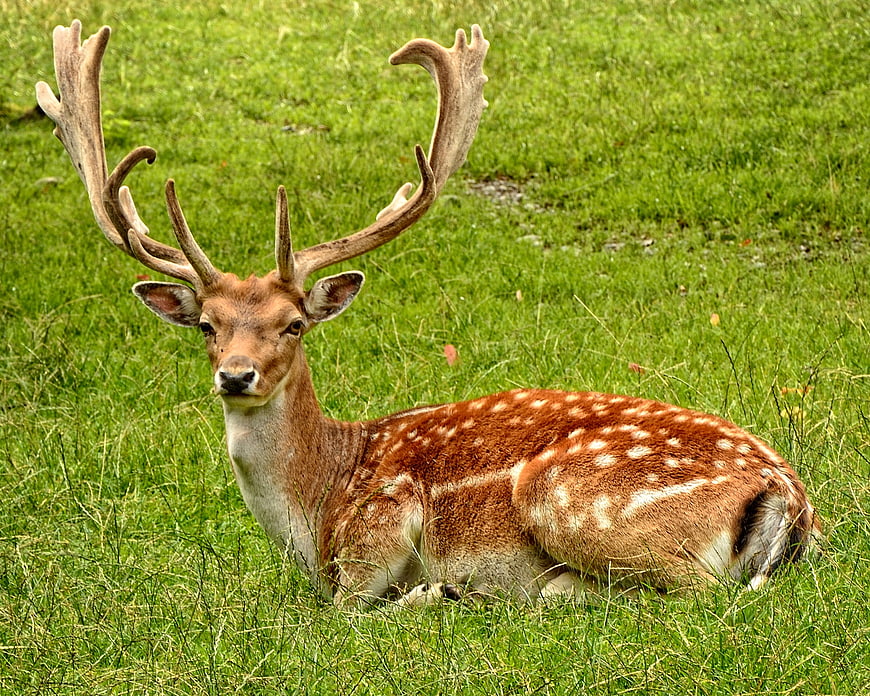 Majestic spotted fallow deer buck resting in green meadow