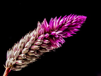 Close-up of vibrant purple and white celosia flower on black background