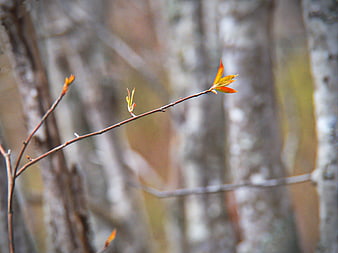Close-up of Spring Tree Branch with Fresh Buds