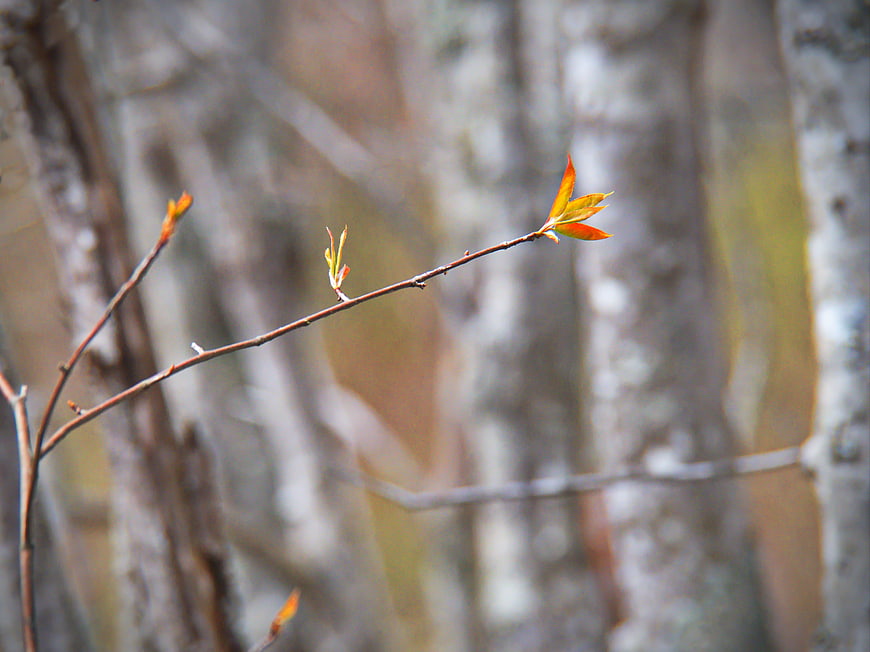 Close-up of Spring Tree Branch with Fresh Buds