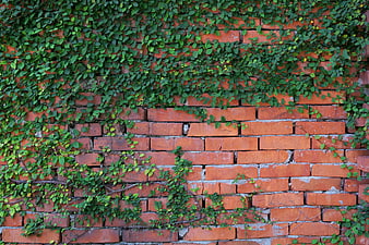 Green ivy climbing on an old red brick wall texture