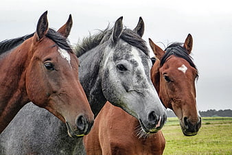 Three horses standing together in a green pasture