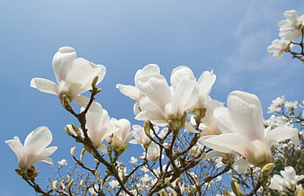 White Magnolia Blossoms Against Blue Sky