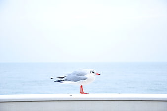 Lone Seagull Perched on White Railing Against Ocean