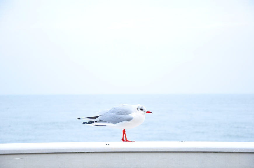 Lone Seagull Perched on White Railing Against Ocean