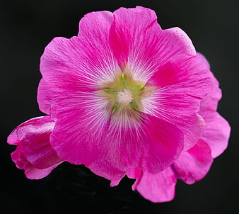 Vibrant Pink Hollyhock Flower Close-Up on Black Background