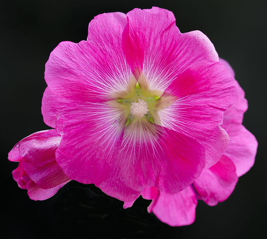 Vibrant Pink Hollyhock Flower Close-Up on Black Background