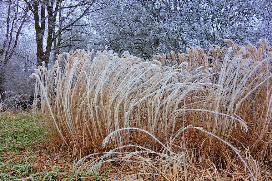 Frost-covered ornamental grass in a winter park