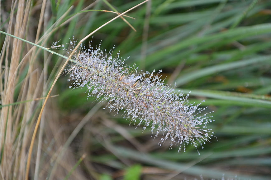 Close-up of ornamental grass with morning dew droplets