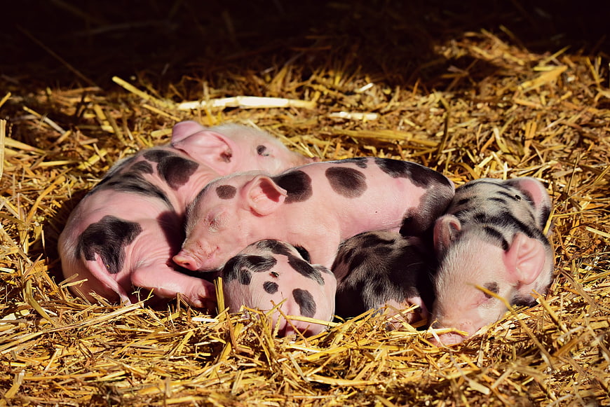 Sleeping Spotted Piglets Resting Together On A Bed Of Hay