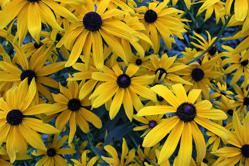 Vibrant Yellow Black-Eyed Susans in Full Bloom