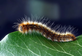 Close-up of Hairy Brown Caterpillar on Green Leaf