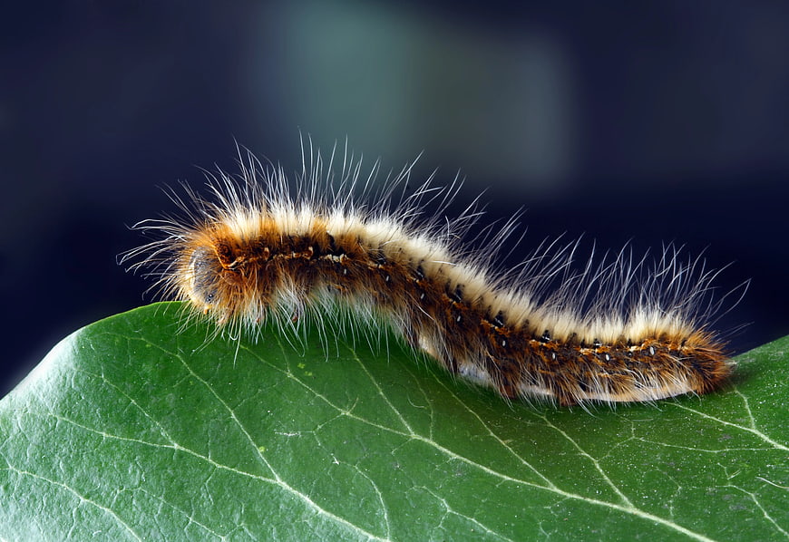 Close-up of Hairy Brown Caterpillar on Green Leaf