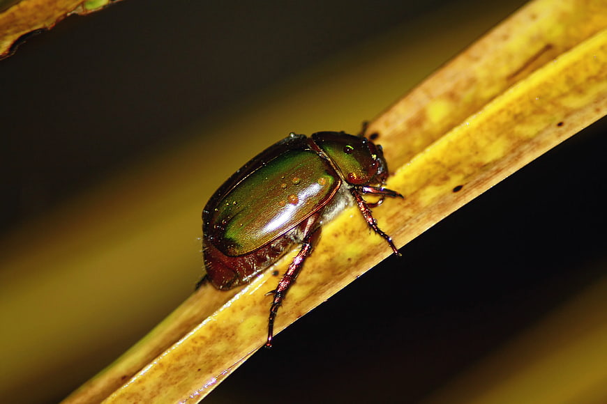 Macro of Iridescent Green Beetle on Yellow Leaf