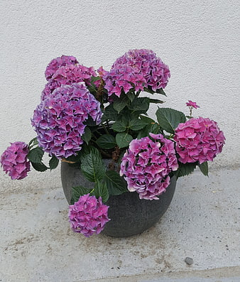 Pink and purple hydrangeas in a gray pot against a white wall