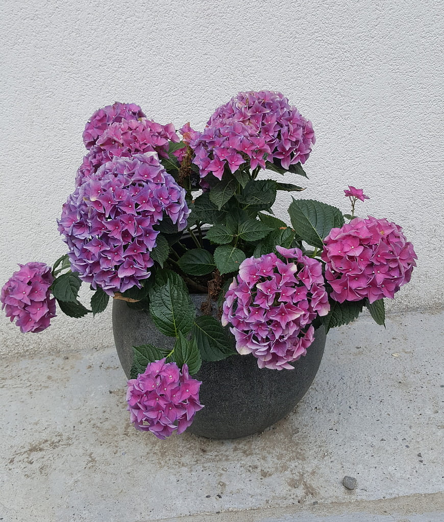 Pink and purple hydrangeas in a gray pot against a white wall