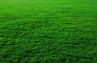 Vibrant Green Grass Lawn Background Texture