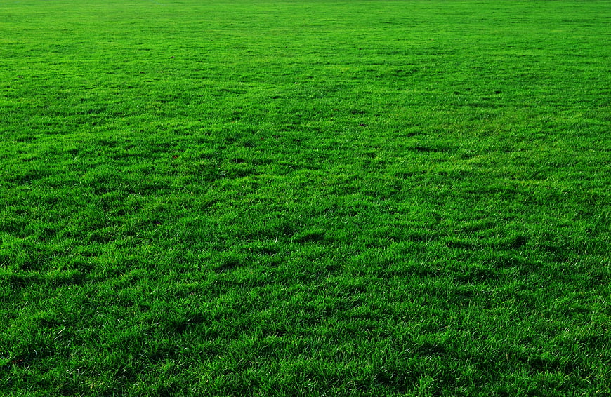 Vibrant Green Grass Lawn Background Texture