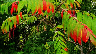 Sumac leaves turning red and green in summer forest