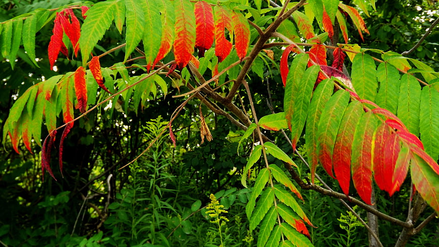 Sumac leaves turning red and green in summer forest