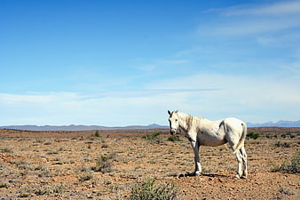 White horse standing in arid desert landscape under blue sky