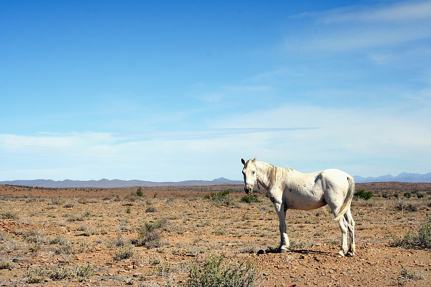 White horse standing in arid desert landscape under blue sky
