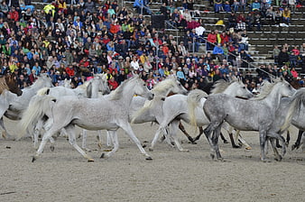 White Arabian Stallions Galloping in Arena with Crowd