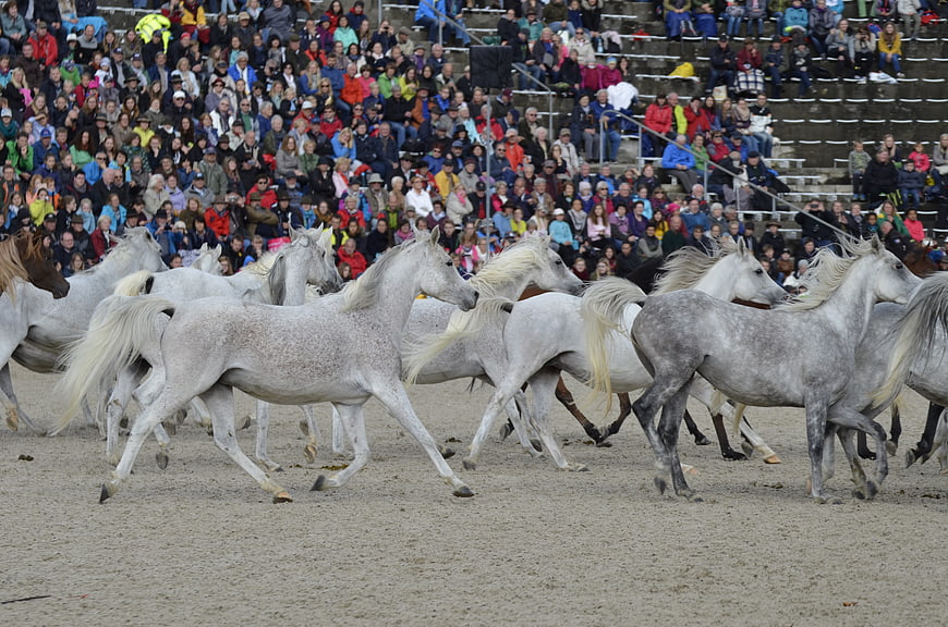White Arabian Stallions Galloping in Arena with Crowd