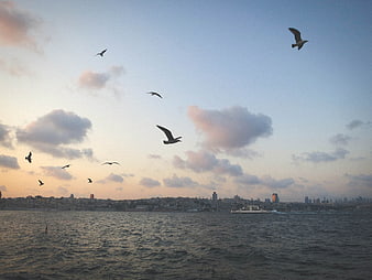 Seagulls Flying Over Istanbul Skyline at Sunset