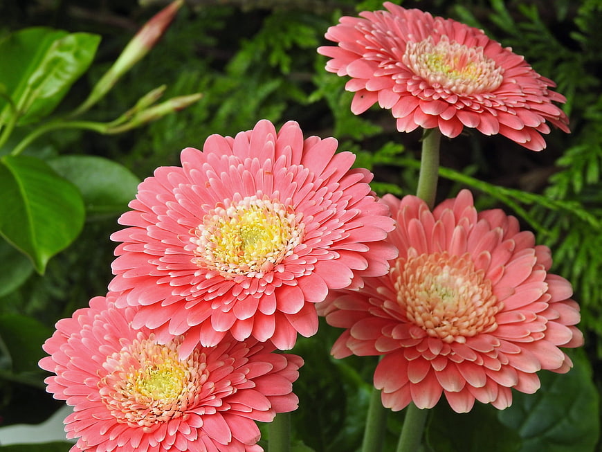 Close-up of vibrant pink gerbera daisies in a garden