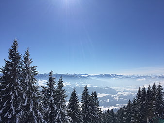 Snowy Pine Trees and Mountain Panorama in Austria