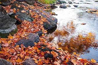 Autumn leaves on rocks by a flowing river stream
