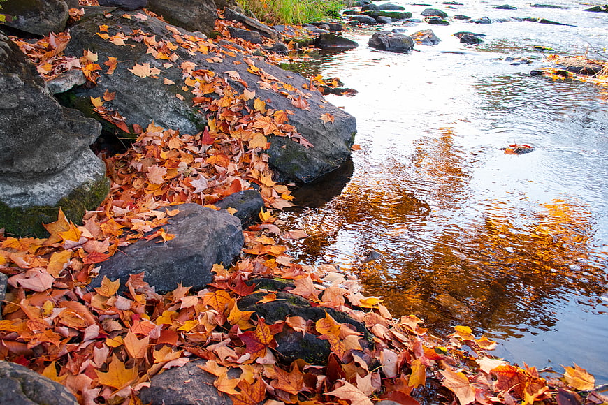 Autumn leaves on rocks by a flowing river stream