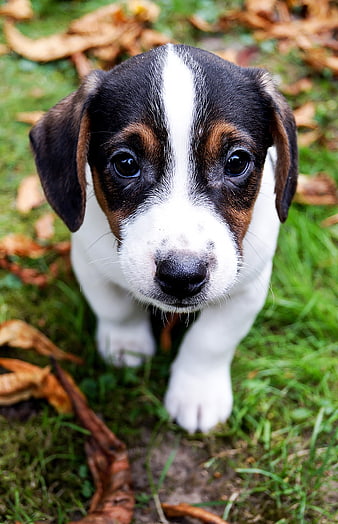 Cute Jack Russell Terrier Puppy Portrait On Autumn Grass