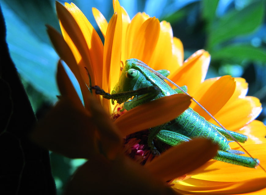 Green Grasshopper on Bright Orange Calendula Flower Closeup