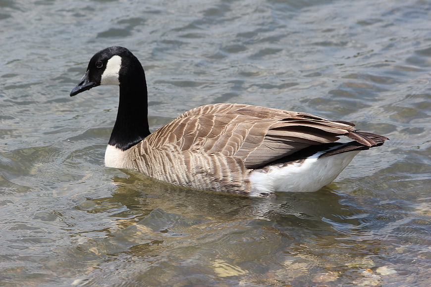 Canada Goose Swimming in Clear Shallow Water