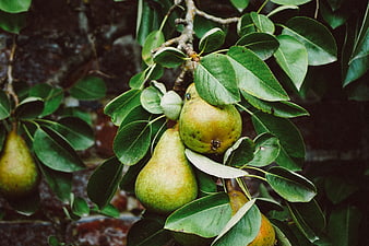 Ripe Green Pears Hanging on a Tree Branch with Leaves