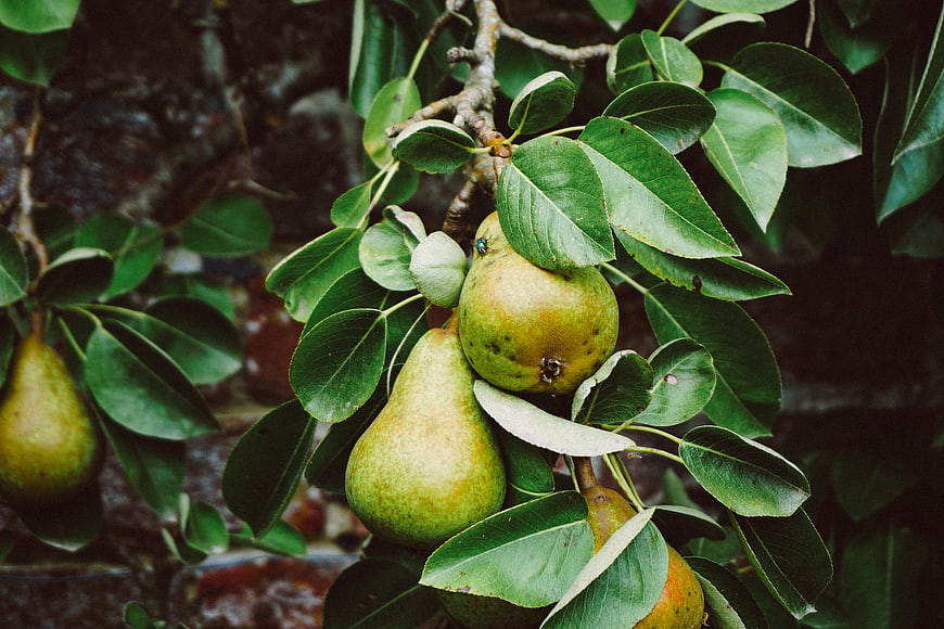 Ripe Green Pears Hanging on a Tree Branch with Leaves