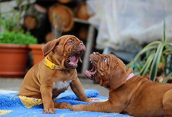 Two playful Dogue de Bordeaux puppies yawning on a blue blanket