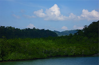 Lush Mangrove Forest Along Calm River Under Blue Sky