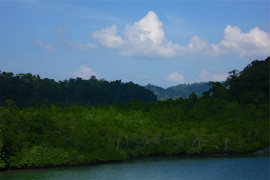 Lush Mangrove Forest Along Calm River Under Blue Sky