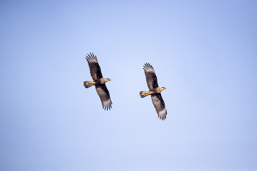 Two Caracaras Soaring in Clear Blue Sky