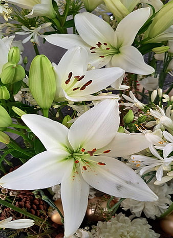 Close-up of White Easter Lilies and Green Buds